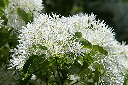 Chinesischer Schneebaum Chionanthus retusus Pflanze 15-20cm Schneeflockenstrauch Chinesischer Schneebaum Chionanthus retusus Pflanze 15-20cm Schneeflockenstrauch von Green Future Pflanzenhandel