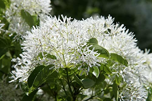 Chinesischer Schneebaum Chionanthus retusus Pflanze 25-30cm Schneeflockenstrauch Chinesischer Schneebaum Chionanthus retusus Pflanze 25-30cm Schneeflockenstrauch von Green Future Pflanzenhandel