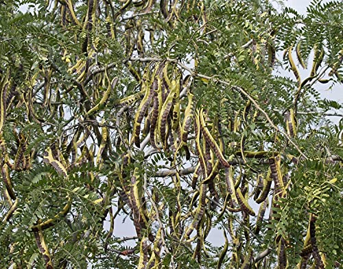 Dornenloser Lederhülsenbaum Gleditsia triacanthos inermis Pflanze 25-30cm von Green Future Pflanzenhandel