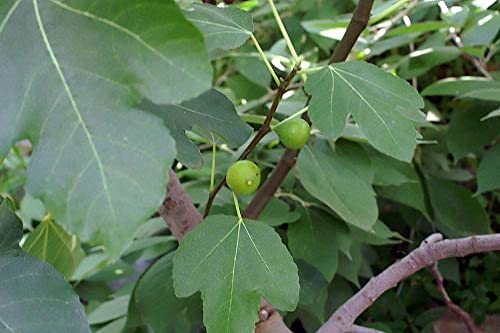 Echte Feige Ficus carica Pflanze 5-10cm Feigenbaum Obstbaum Rarität von Green Future Pflanzenhandel