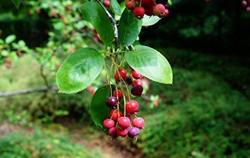 Echte Felsenbirne Amelanchier rotundifolia Pflanze 25-30cm Felsenmispel Rarität von Green Future Pflanzenhandel