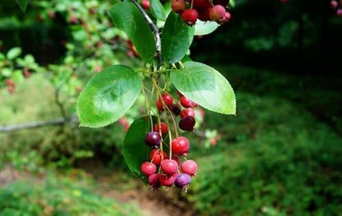 Echte Felsenbirne Amelanchier rotundifolia Pflanze 70-80cm Felsenmispel Rarität von Green Future Pflanzenhandel
