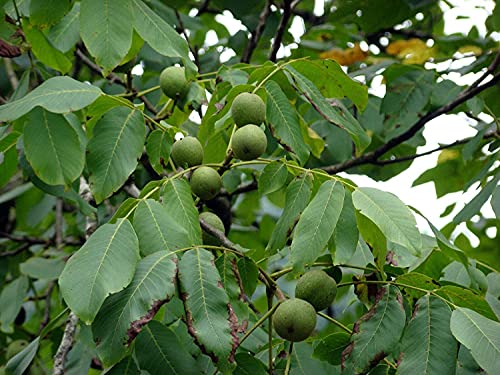 Echte Walnuss Juglans regia Pflanze 25-30cm Walnussbaum Welschnuss Baumnuss von Green Future Pflanzenhandel