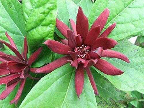 Green Future Pflanzenhandel Echter Gewürzstrauch Calycanthus floridus Pflanze 5-10cm Nelkenpfeffer Rarität von Green Future Pflanzenhandel