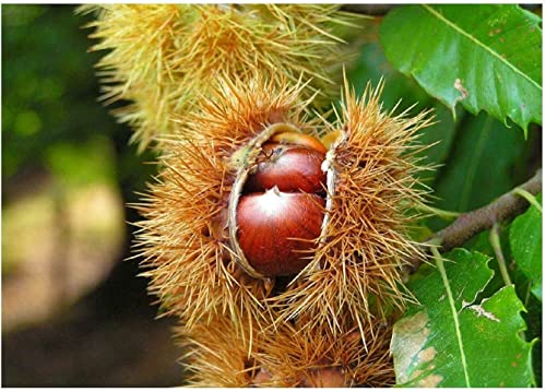 Edelkastanie Castanea sativa Pflanze 25-30cm Esskastanie Maronen Maroni Kastanie von Green Future Pflanzenhandel