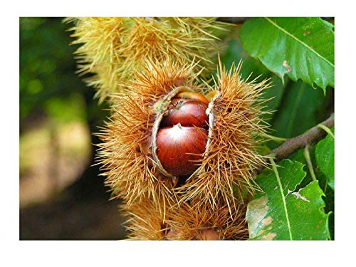 Edelkastanie Castanea sativa Pflanze 5-10cm Esskastanie Maronen Maroni Kastanie von Green Future Pflanzenhandel