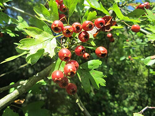 Eingriffeliger Weißdorn Crataegus monogyna Pflanze 35-40cm Hagedorn Heckedorn Eingriffeliger Weißdorn Crataegus monogyna Pflanze 35-40cm Hagedorn Heckedorn von Green Future Pflanzenhandel