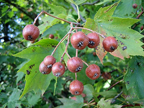 Elsbeere Sorbus torminalis Pflanze 15-20cm Ruhrbeere Ruhrbirne Atlasbaum Rarität von Green Future Pflanzenhandel