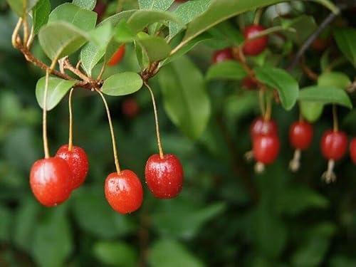 Essbare Ölweide Elaeagnus multiflora Pflanze 25-30cm rote Sommer-Ölweide Rarität Essbare Ölweide Elaeagnus multiflora Pflanze 25-30cm rote Sommer-Ölweide Rarität von Green Future Pflanzenhandel