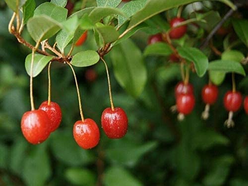 Essbare Ölweide Elaeagnus multiflora Pflanze 5-10cm rote Sommer-Ölweide Rarität von Green Future Pflanzenhandel