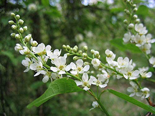 Frühe Traubenkirsche Prunus padus Pflanze 5-10cm Ahlkirsche Sumpfkirsche von Green Future Pflanzenhandel