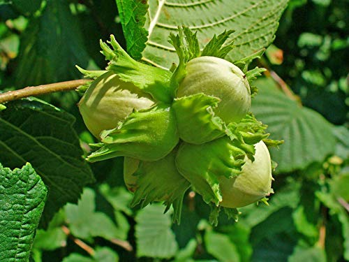 Gemeine Hasel Corylus avellana Pflanze 90-100cm Haselnuss Haselnussstrauch von Green Future Pflanzenhandel