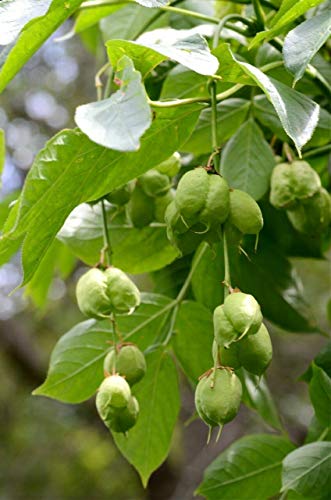 Gemeine Pimpernuss Staphylea pinnata Pflanze 15-20cm Klappernuss Nussbaum von Green Future Pflanzenhandel