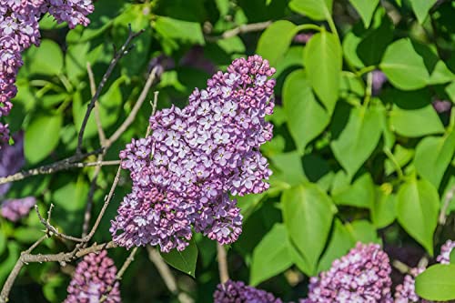 Gemeiner Flieder Syringa vulgaris Pflanze 25-30cm gewöhnlicher lila Flieder von Green Future Pflanzenhandel