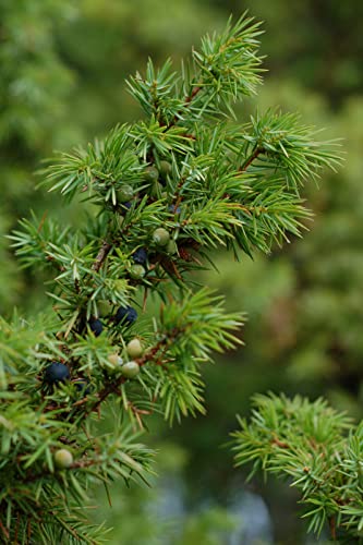 Gemeiner Wacholder Juniperus communis Pflanze 15-20cm Heide-Wacholder Feuerbaum von Green Future Pflanzenhandel
