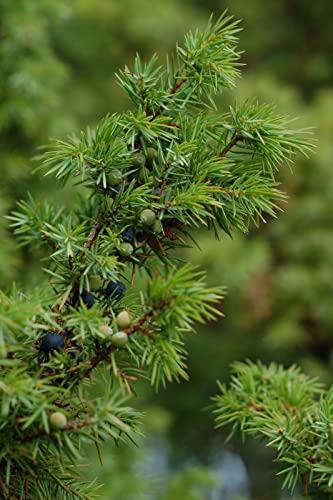 Gemeiner Wacholder Juniperus communis Pflanze 15-20cm Heide-Wacholder Feuerbaum Gemeiner Wacholder Juniperus communis Pflanze 15-20cm Heide-Wacholder Feuerbaum von Green Future Pflanzenhandel