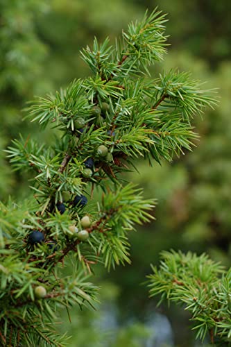 Green Future Pflanzenhandel Gemeiner Wacholder Juniperus communis Pflanze 5-10cm Heide-Wacholder Feuerbaum von Green Future Pflanzenhandel