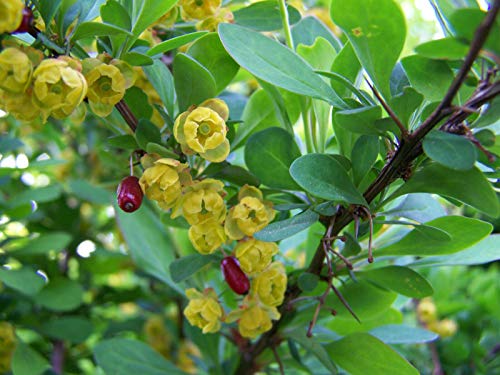 Gewöhnliche Berberitze Berberis vulgaris Pflanze 25-30cm Sauerdorn Essigbeere von Green Future Pflanzenhandel