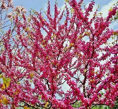 Gewöhnlicher Judasbaum Cercis siliquastrum Pflanze 15-20cm gemeiner Judasbaum von Green Future Pflanzenhandel