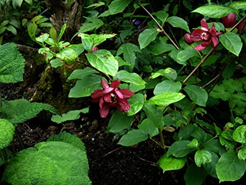 Gewürzstrauch Calycanthus x raulstonii Pflanze 35-40cm 'Hartlage Wine' Rarität Gewürzstrauch Calycanthus x raulstonii Pflanze 35-40cm 'Hartlage Wine' Rarität von Green Future Pflanzenhandel