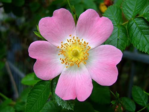 Glänzende Hunds-Rose Rosa canina var. blondeana Pflanze 5-10cm Wildrose Rose von Green Future Pflanzenhandel