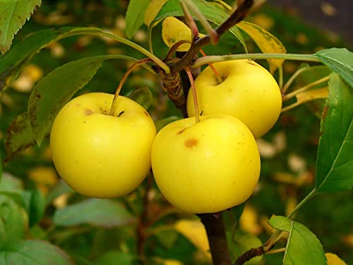 Holzapfel Malus sylvestris Pflanze 55-60cm Wildapfel Krabapfel Apfelbaum Apfel von Green Future Pflanzenhandel