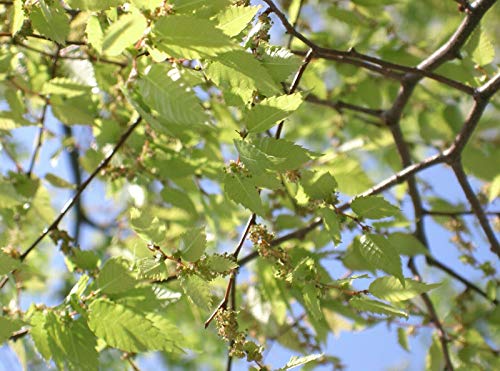 Japanische Zelkove Zelkova serrata Pflanze 15-20cm Keaki Japanische Ulme Rarität von Green Future Pflanzenhandel