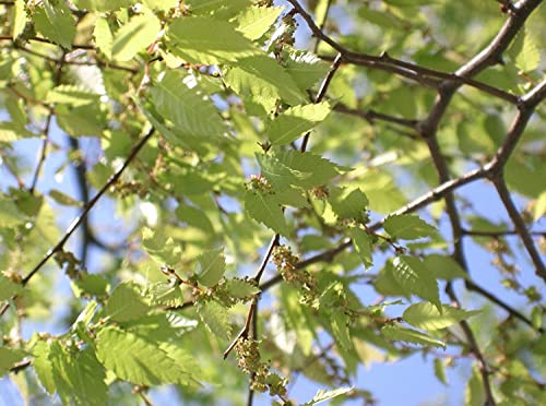Japanische Zelkove Zelkova serrata Pflanze 35-40cm Keaki Japanische Ulme Rarität von Green Future Pflanzenhandel