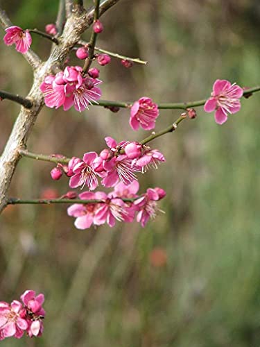 Japanische Zier-Aprikose Prunus mume ‘Beni-chi-dori’ Pflanze 15-20cm Rarität von Green Future Pflanzenhandel