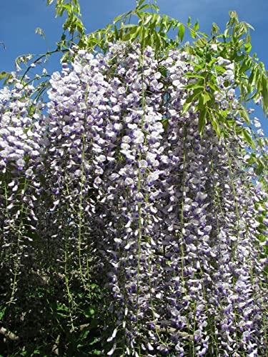 Japanischer Blauregen Wisteria floribunda Pflanze 15-20cm Japanische Wisteria von Green Future Pflanzenhandel