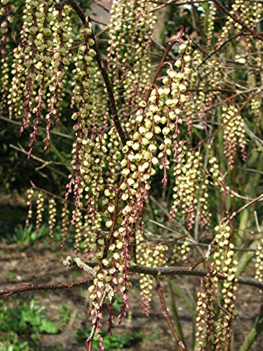 Japanischer Perlschweif Stachyurus praecox Pflanze 5-10cm Schweifähre Rarität von Green Future Pflanzenhandel