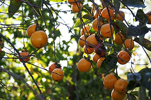 Kakipflaume Diospyros kaki Pflanze 15-20cm Kaki Kakibaum Götterfrucht Rarität von Green Future Pflanzenhandel