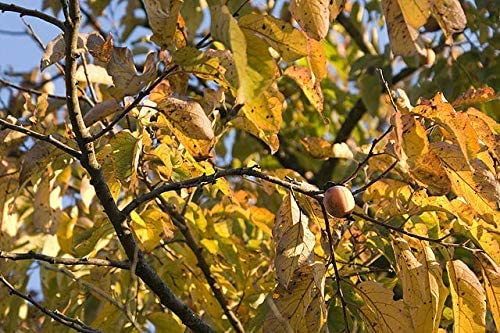 Kakipflaume Diospyros virginiana Pflanze 25-30cm Persimone Götterfrucht Rarität von Green Future Pflanzenhandel