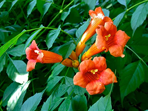 Klettertrompete Campsis radicans 'Indian Summer' Pflanze 15-20cm veredelt von Green Future Pflanzenhandel