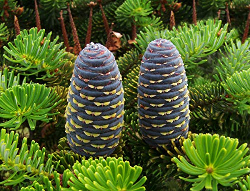 Koreatanne Abies koreana Pflanze 15-20cm Korea-Tanne Tanne Rarität von Green Future Pflanzenhandel