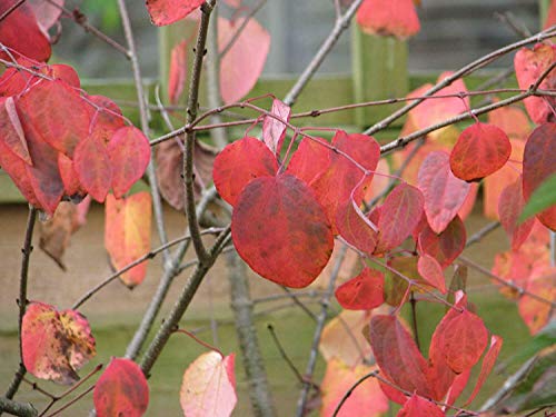 Kuchenbaum Cercidiphyllum japonicum Pflanze 5-10cm Lebkuchenbaum Katsurabaum von Green Future Pflanzenhandel