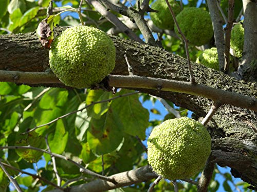 Osagedorn Maclura pomifera Pflanze 15-20cm Milchorangenbaum Osage-Orange Rarität von Green Future Pflanzenhandel