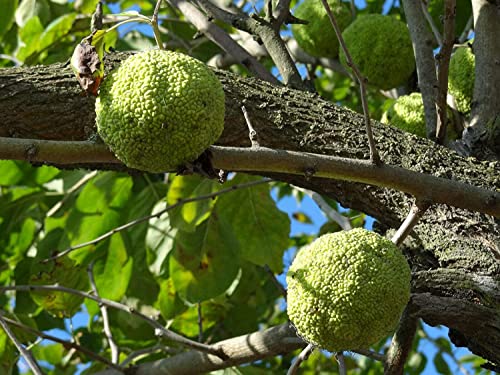 Osagedorn Maclura pomifera Pflanze 35-40cm Milchorangenbaum Osage-Orange Rarität von Green Future Pflanzenhandel