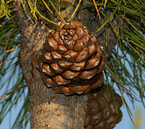 Pinie Pinus pinea Pflanze 35-40cm Steinkiefer Schirm-Kiefer Mittelmeer-Kiefer von Green Future Pflanzenhandel