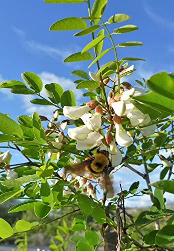 Robinie Robinia pseudoacacia Pflanze 90-100cm weiße Scheinakazie Schotendorn von Green Future Pflanzenhandel