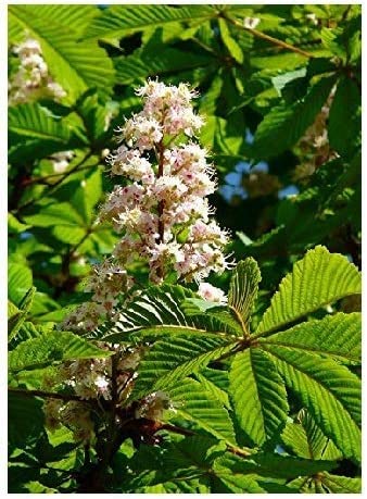 Rosskastanie Aesculus hippocastanum Pflanze 45-50cm Weiße Rosskastanie Kastanie von Green Future Pflanzenhandel