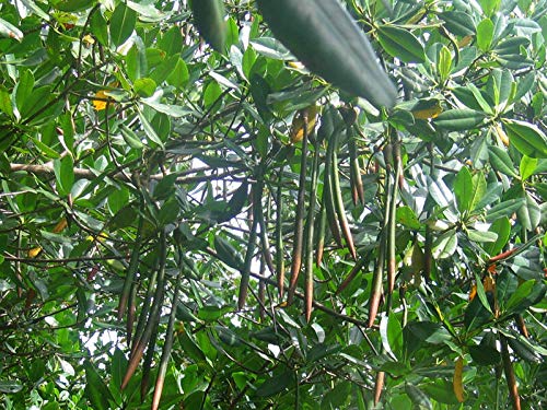 Rote Mangrove Rhizophora mangle Pflanze 35-40cm Mangrovenbaum Rarität von Green Future Pflanzenhandel