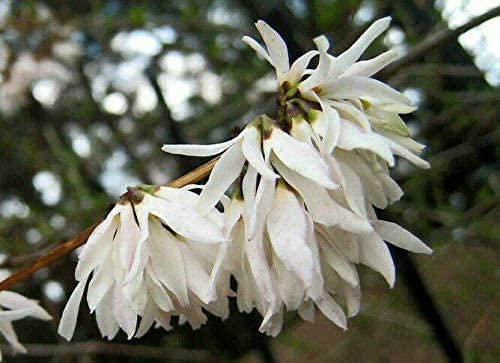 Schneeforsythie Abeliophyllum distichum Pflanze 15-20cm Weisse Forsythie Rarität Schneeforsythie Abeliophyllum distichum Pflanze 15-20cm Weisse Forsythie Rarität von Green Future Pflanzenhandel