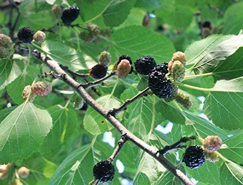 Schwarze Maulbeere Morus nigra Pflanze 15-20cm Maulbeerbaum Obstbaum Obstpflanze von Green Future Pflanzenhandel