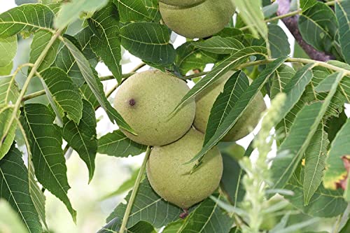 Schwarznuß Juglans nigra Pflanze 25-30cm Schwarznussbaum Walnuß Nussbaum Rarität von Green Future Pflanzenhandel