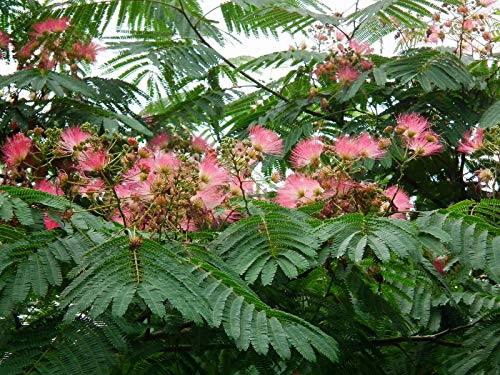 Seidenbaum Albizia julibrissin Pflanze 5-10cm Schlafbaum Seidenakazie Rarität von Green Future Pflanzenhandel