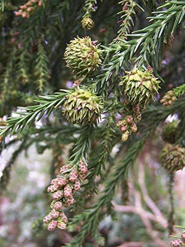 Sicheltanne Cryptomeria japonica Pflanze 55-60cm Sugi Japanische Zeder Zypresse von Green Future Pflanzenhandel