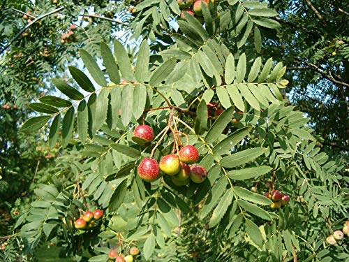 Speierling Sorbus domestica Pflanze 45-50cm Spierling Sperberbaum Sporapfel von Green Future Pflanzenhandel