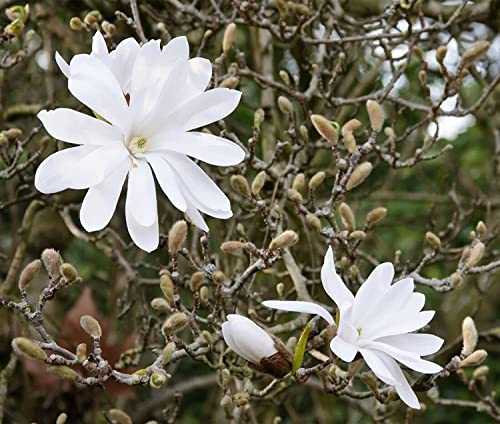 Stern-Magnolie Magnolia stellata Pflanze 25-30cm Sternmagnolie Magnolie Rarität von Green Future Pflanzenhandel