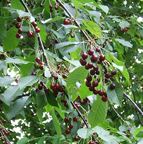 Süßkirsche Prunus avium Pflanze 5-10cm Vogelkirsche Vogel-Kirsche Kirschbaum von Green Future Pflanzenhandel